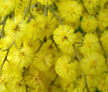 _mini_mimose_web.png