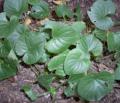 _mini_viola mammola400.jpg