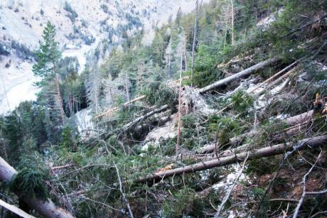 Le foreste dopo la tempesta1 Le foreste dopo la tempesta1