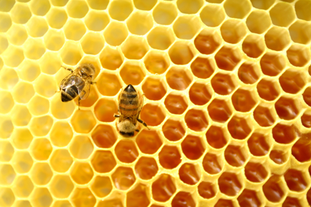 Honey web Honey web