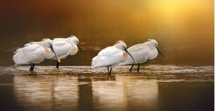 BibliotecaLambrate meraviglie da salvare