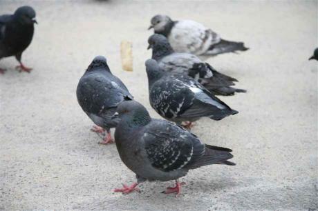 piccioni piccioni