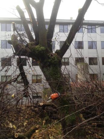 tagli alberi tagli alberi