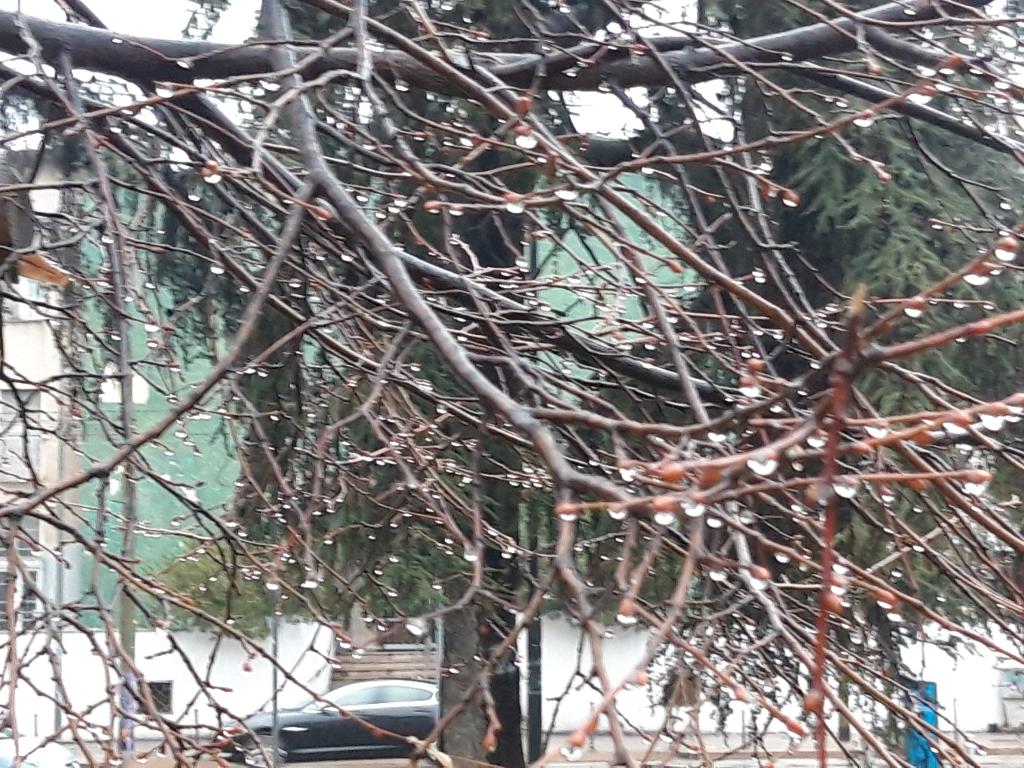 Albero con gocce pioggia Albero con gocce pioggia