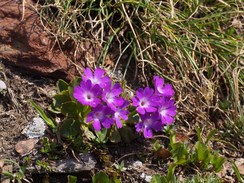 Primula (Primula daonensis)   specie competitiva min