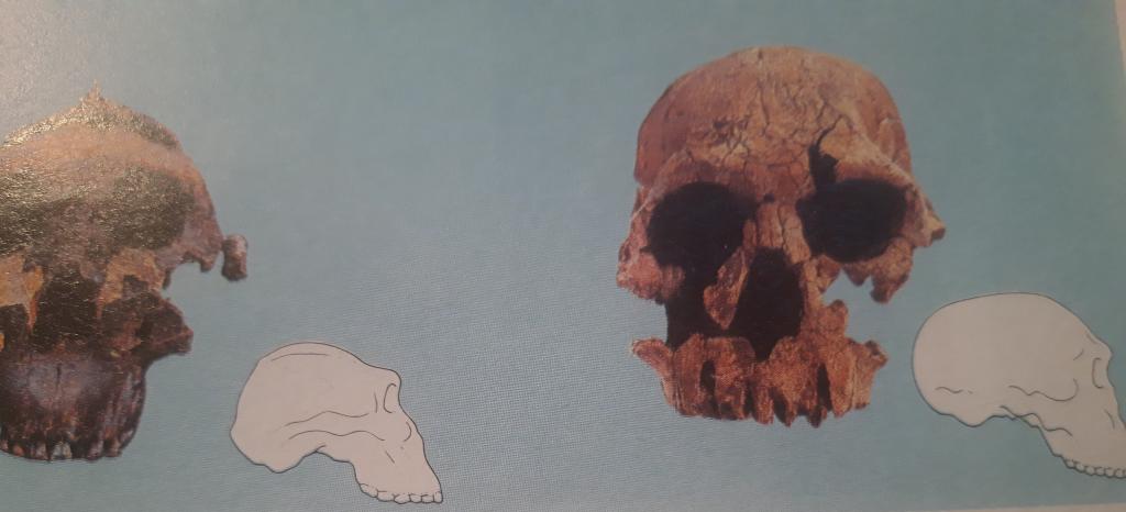 Cranio primitivo 2 Cranio primitivo 2