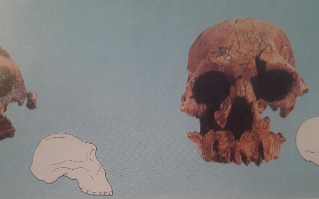  Cranio primitivo 2