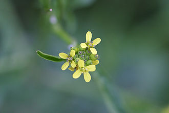 330px Sisymbrium officinale Bluete 1