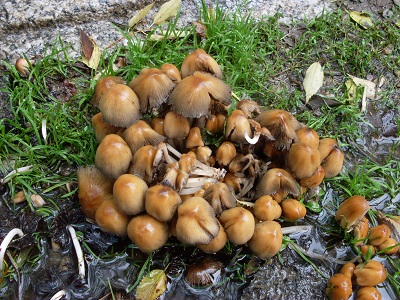 Fungo marasmius Fungo marasmius