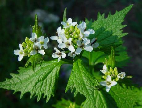 Alliaria petiolata