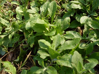 Silene400 Silene400