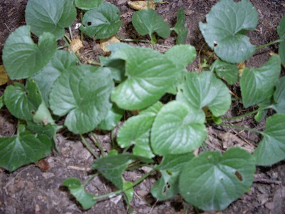 viola mammola400 viola mammola400