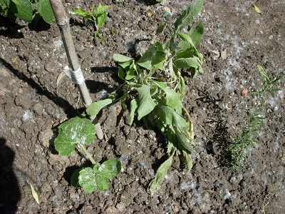 4 balsamita   salvia romana400