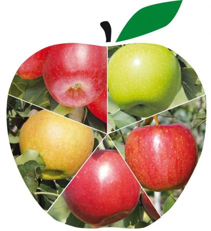 5 buoni motivi per mangiarsi una mela 938x1024